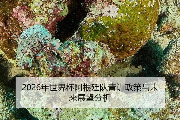2026年世界杯阿根廷队青训政策与未来展望分析